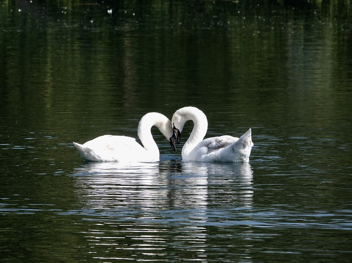 serenata riconciliatoria